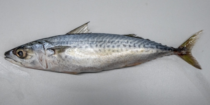 Scomber colias, Atlantic Chub mackerel Scomber colias, Atlantic Chub mackerel