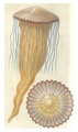 original drawing from Reynaud, author: Reynaud