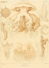 Plate from Haeckel (1880)