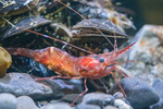 Shrimp