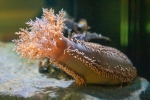 Holothuroidea (sea cucumbers)