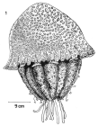 original figure from Moreira (1961)