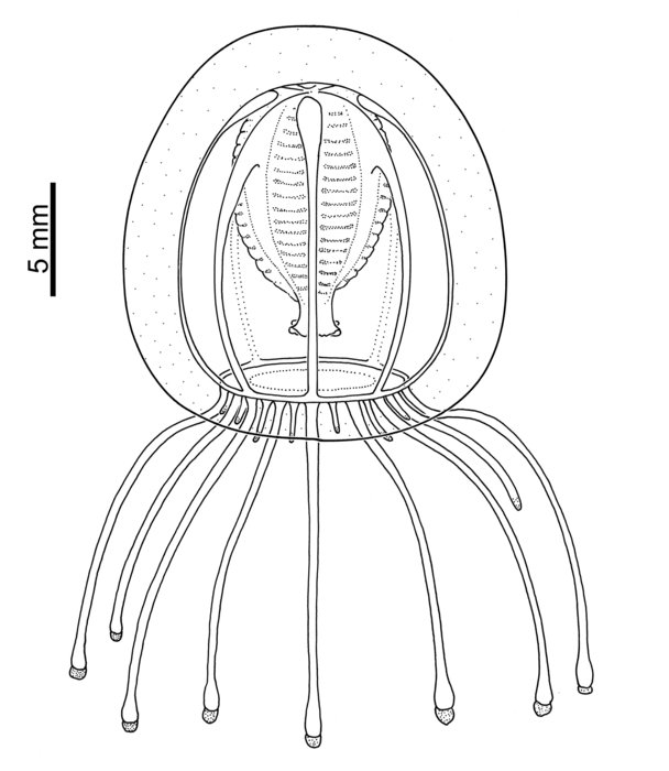 Calycopsis bigelowi, medusa from New Zealand