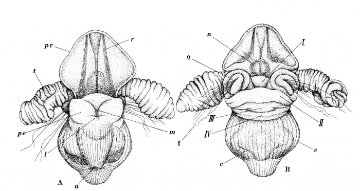 Rostraria bierii Tokioka, 1970; original figure: fig. 2 A-B