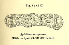 Spirillina irregularis Möller, 1879 Spirillina irregularis Möller, 1879