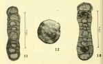 Tubispirodiscus simplissimus Browne & Pohl, 1973 