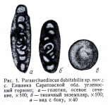 Paraarchaediscus dubitabilis Orlova, 1955, author: Le Coze, François