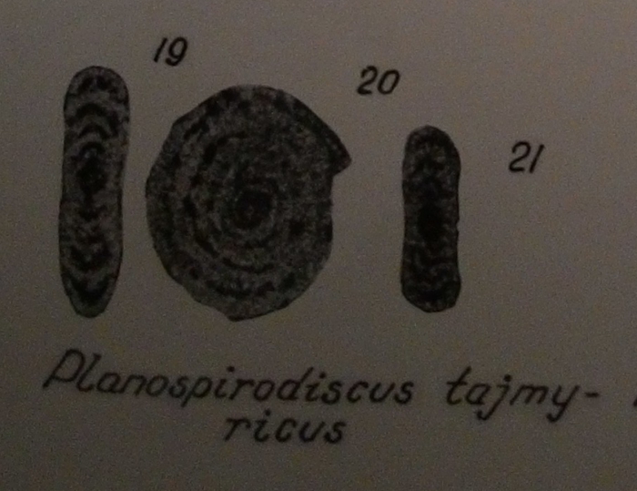 Planospirodiscus taimyricus Sosipatrova, 1962 Planospirodiscus taimyricus Sosipatrova, 1962