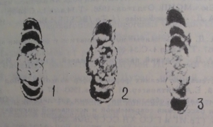 Dagmarodiscus shugorensis Chermnykh, 1996 Dagmarodiscus shugorensis Chermnykh, 1996