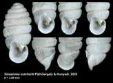 Sinoennea sutchariti Pl-Gergely & Hunyadi, 2020, author: Pl-Gergely, Barna