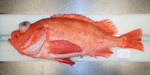 Golden redfish, author: Nozes, Claude