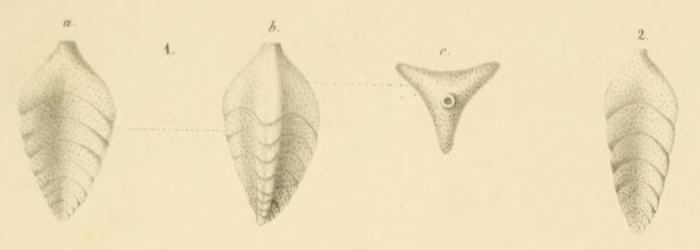 Triplasia murchisoni Reuss, 1854 Triplasia murchisoni Reuss, 1854