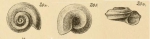 Gastropoda