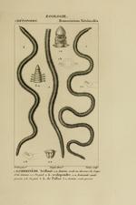 Lumbrineris (unnumbered) plate in atlas of zoology plates of Blainville " Dictionnaire des sciences naturelles" BHL Link