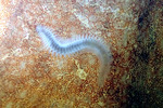 Spathochaeta octopodis - The Octopus-Dwelling Worm