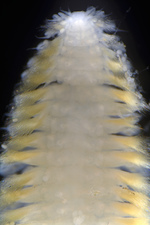 Spathochaeta octopodis - The Octopus-Dwelling Worm