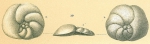 Discorbis subbertheloti Cushman, 1924 ?