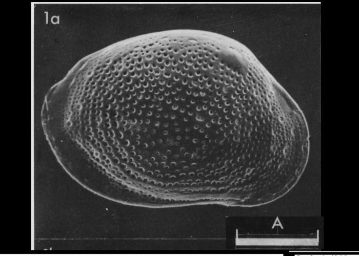 Neotype of Cythere rhomboidea Fischer, 1855 designated and illustrated by Athersuch &amp; Whittaker, 1976