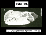 Paracytheridea depressa Mu¨ller, 1894 from the original description