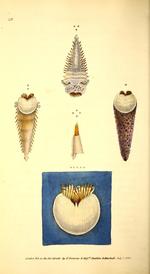 Pectinaria guildingii figures in plate 118 of Donovan