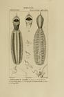 Phyllodoce maxillosa plate as modified in Blainville 1828