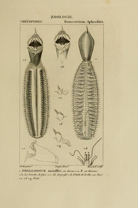 Phyllodoce maxillosa plate as modified in Blainville 1828