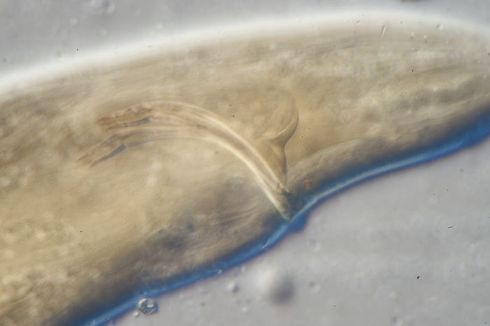 Lectotype male of Sphaerolaimus arcospiculum Lectotype male of Sphaerolaimus arcospiculum