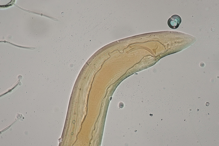 Lectotype male of Sphaerolaimus arcospiculum