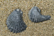 Fossile oysters