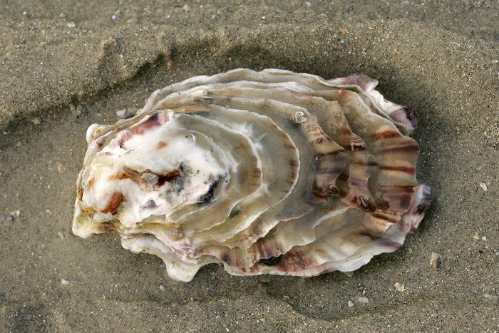 Shells of Pacific oyster