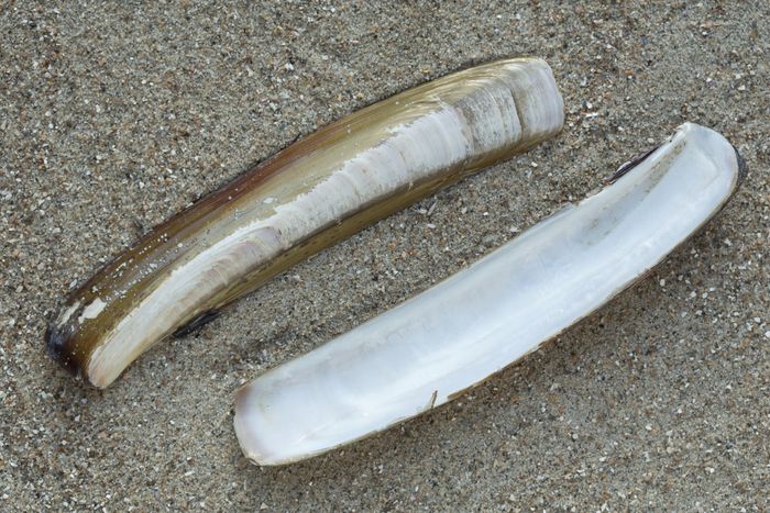 Shell Atlantic razor clam