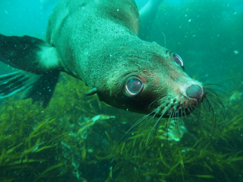 Arctocephalus pusillus doriferus Arctocephalus pusillus doriferus