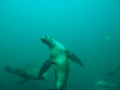 Arctocephalus pusillus doriferus