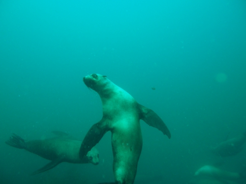 Arctocephalus pusillus doriferus Arctocephalus pusillus doriferus