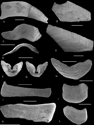 Metaloriculina norvicensis Metaloriculina norvicensis