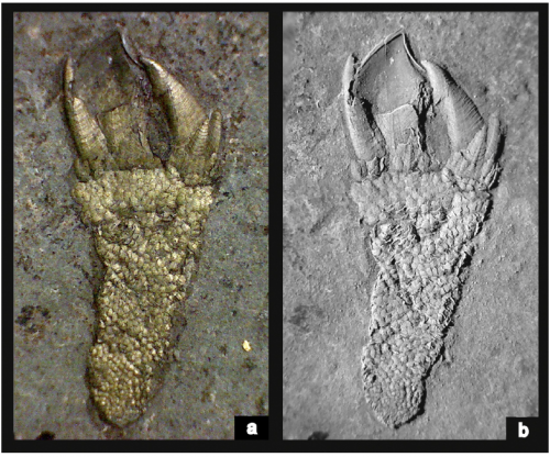 Etcheslepas durotrigensis Etcheslepas durotrigensis