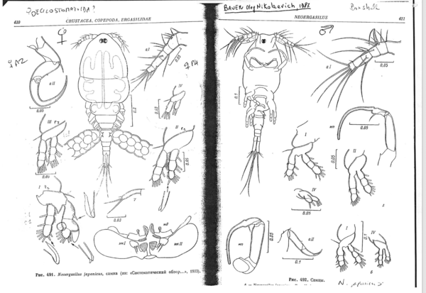 from Bauer, O.V. 1987 from Bauer, O.V. 1987