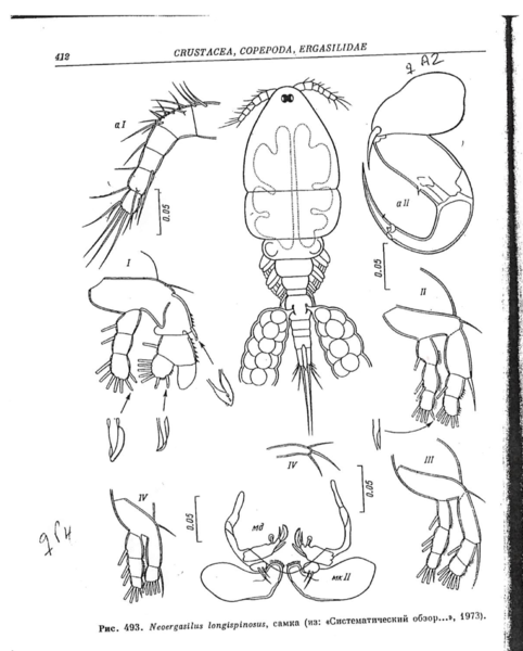 from Bauer, O.V. 1987 from Bauer, O.V. 1987