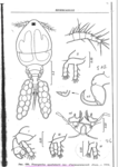 from Bauer, O.V. 1987