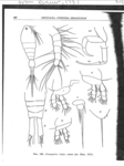 from Bauer, O.V. 1987