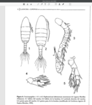 Osphranticum labronectum mexicanum 