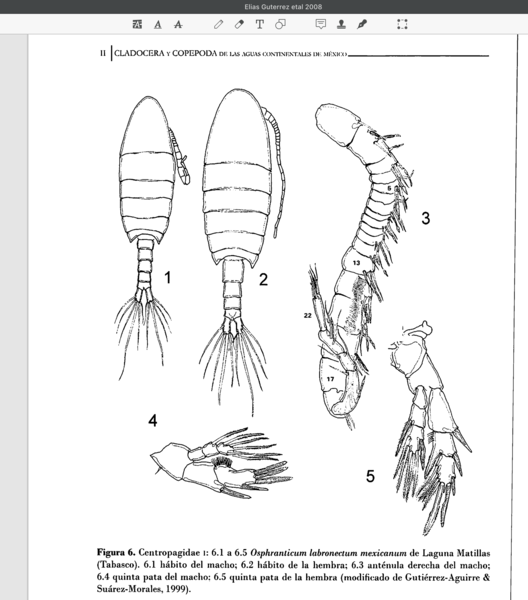 Osphranticum labronectum mexicanum Osphranticum labronectum mexicanum