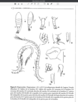 Arctodiaptomus dorsalis 