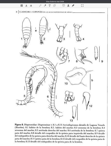 Arctodiaptomus dorsalis Arctodiaptomus dorsalis