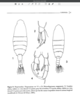 Skistodiaptomus oregonensis 