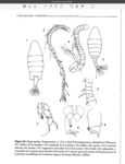 Prionodiaptomus colombiensis 