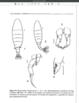 Hesperodiaptomus morelensis