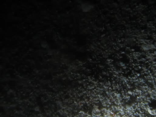 Ophiopsila xmasilluminans - The Christmas-Light Brittle Star