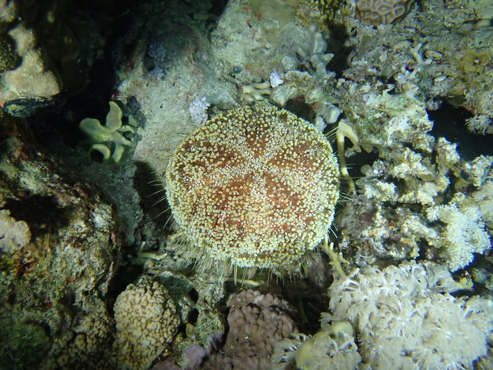 Asthenosoma marisrubri, Beacon Rock Dunraven, Red Sea Asthenosoma marisrubri, Beacon Rock Dunraven, Red Sea