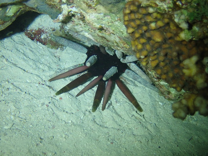 Phyllacanthus imperialis, Beacon Rock Dunraven, Red Sea Phyllacanthus imperialis, Beacon Rock Dunraven, Red Sea
